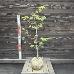 カツラモミジ 大株 【品番3255】 - メルカリ