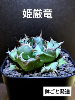 多肉植物 アガベ ピンティラ 厳選株 子株 - メルカリ