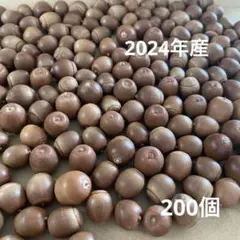 くぬぎどんぐり　2024年産