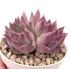 【極上苗】エレガンスラパス×コロラータアテマハック多肉植物エケベリアのサムネイル