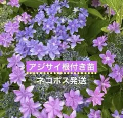 2026年最新】花の苗の人気アイテム - メルカリ
