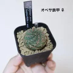 2026年最新】鉄甲丸の人気アイテム - メルカリ