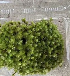 kogiku様 リクエスト 2点 まとめ商品