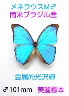 2025年最新】モルフォ 標本の人気アイテム - メルカリ