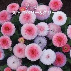 らくろわ様 リクエスト 2点 まとめ商品