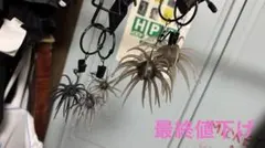 2025年最新】コイケ スープレックスの人気アイテム - メルカリ