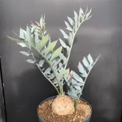 2025年最新】エンセファラルトスの人気アイテム - メルカリ