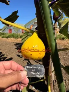 おっちゃん様 リクエスト 2点 まとめ商品