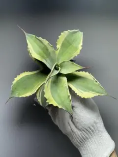 アガベ オバティフォリア オルカ 未発根 （本物）検 キラーパリー リップル 2025年最新】オバティフォリア オルカの人気アイテム - メルカリ