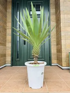 2025年最新】ユッカ グロリオサ キミガヨランの人気アイテム