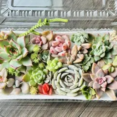 NEW❗️ 【レア種】ザクロ入り　多肉植物詰め合わせ　多肉植物カット　多肉弁当❣️