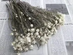 白い花材　アンモビューム/アナファリス