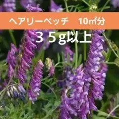 ＜種＞ヘアリーベッチ　まめっこ　35ｇ以上　緑肥、雑草予防に