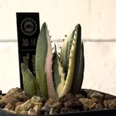 2025年最新】スナグルトゥースの人気アイテム - メルカリ