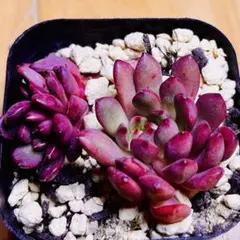 多肉植物 ⭐️ピンクルルビー⭐️韓国苗育成 抜き苗 d149 - メルカリ