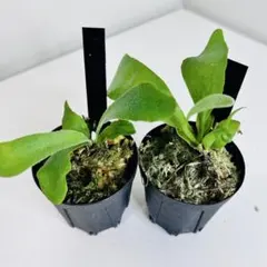 /様 リクエスト 10点 まとめ商品