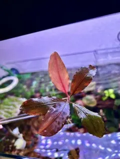 2026年最新】bucephalandra sp blueの人気アイテム - メルカリ