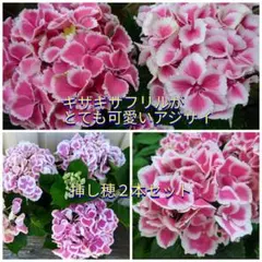 2026年最新】紫陽花手毬咲きの人気アイテム - メルカリ