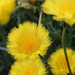 ばっちゃん様専用