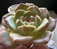 ミ*マ様 No.a155新品種　エケベリア　多肉植物　撮影12月8日
