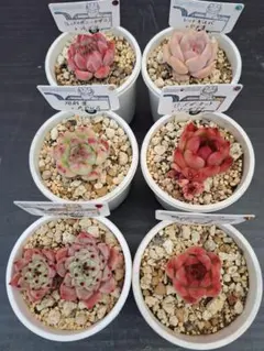 2025年最新】ファームパルクの人気アイテム - メルカリ