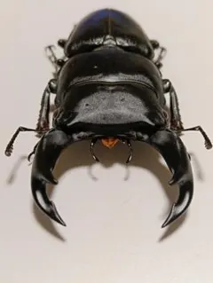 ①御蔵島産ミクラミヤマクワガタ1♂（規制前野外採集品） - メルカリ