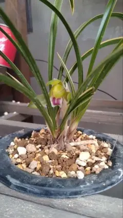 日本春蘭☆水彩赤舌花☆5本 - メルカリ