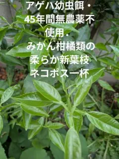 アゲハ幼虫餌・45年間無農薬不使用． みかん柑橘類の柔らか新葉枝