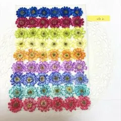 押し花素材☆マトリカリアダブルラテ染め②☆*:.。.