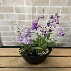 開花株 ウチョウラン 舟形 羽蝶蘭 （紫系・白系）山野草 鉢ごと発送のサムネイル