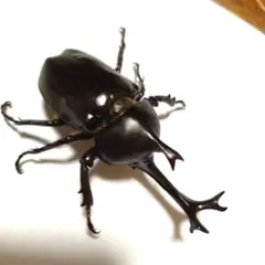 美超特大巨大野生カブトムシ昆虫標本全長86mm頭角幅19.4mm胸角幅5.7mm