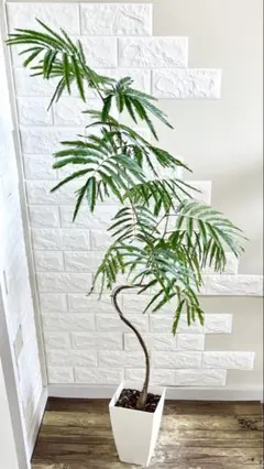 引き取り限定 エバーフレッシュ (ネムノキ）125cm x 110cm - メルカリ