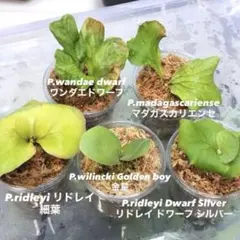ビカクシダ リドレイ シルベリー マダガスカリエンセ 3株セット 板付け