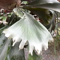 2025年最新】マウントルイスの人気アイテム - メルカリ