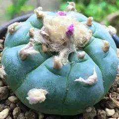 2025年最新】ロホホラの人気アイテム - メルカリ