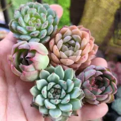 2025年最新】多肉植物 エケベリア セットの人気アイテム - メルカリ