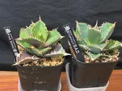 2026年最新】agave sadの人気アイテム - メルカリ