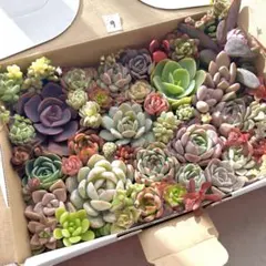 多肉植物カット苗詰め合わせ⑨ ゆうパケットプラス箱で発送