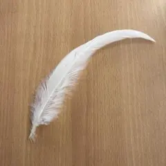 天然 ホワイトフェザー 羽根 尾毛 白 ホワイト ハンドメイド 素材のサムネイル