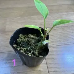 2025年最新】アンスリウムの人気アイテム - メルカリ