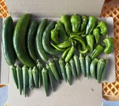 新鮮野菜詰め合わせ 1きゅうり ピーマン オクラ シシトウ家庭菜園のサムネイル