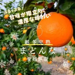 越冬完熟✨愛媛県西宇和産　プルプルまどんな　小玉4キロ　残り僅か