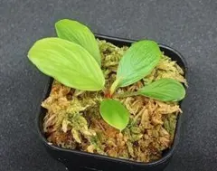 夏セール　レア　ホヤ　Hoya aeschynanthoides サクララン 夏セール レア ホヤ Hoya aeschynanthoides サクララン - メルカリ