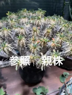 2025年最新】ギラウミニアナ種子の人気アイテム - メルカリ