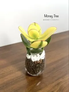 金の成る木 ■ハイドロカルチャー■ 多肉植物 そのまま飾れる Dのサムネイル