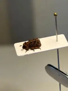 4mm】ヒゲナガカミキリの一種 標本 カミキリムシ Xixuthrus 天牛