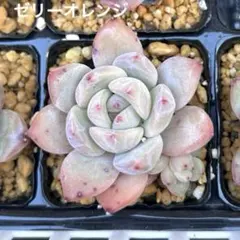 ❣️エリークイーン❣️現品 エケベリア 寄せ植え 多肉弁当 多肉植物