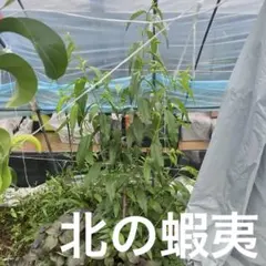 アーモンド 約1.9メートル 未成熟果実付き健康的な成長・３０ アーモンド 約1.9メートル 未成熟果実付き健康的な成長・30 - メルカリ