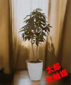 光触媒 人工観葉植物 フェイクグリーン ゴールドクレスト1.35 - メルカリ