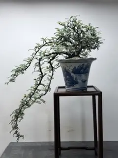 磯山椒(テンノウバイ)盆栽 懸崖仕立て 陶器鉢 磯山椒(テンノウバイ)盆栽 懸崖仕立て 陶器鉢 - メルカリ